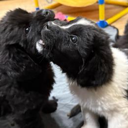 Darling - White and black female Newfoundland puppy in Saukville, Wisconsin from Crossroads Canines ~ Newfoundland Dogs
