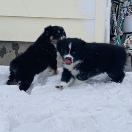 Australian Shepherds and Miniature American Shepherds from Whispering Valley Miniature American Shepherds and Australian Shepherds