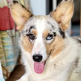 Cardigan Welsh Corgis and Pembroke Welsh Corgis from Dinger’s Dogs