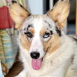 Cardigan Welsh Corgis and Pembroke Welsh Corgis from Dinger’s Dogs