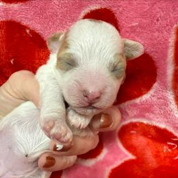 Daisy Lou - Parti female Poodle puppy in Greensburg, Kentucky from Doodle Me Crazy