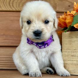 Missy - Light golden female Golden Retriever puppy in Doniphan, Missouri from Stockford’s Golden Retrievers