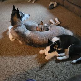 Nova - Siberian Husky