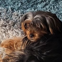 Yorkshire Terriers from Lee's Puppies