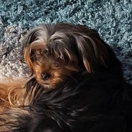 Yorkshire Terriers from Lee's Puppies