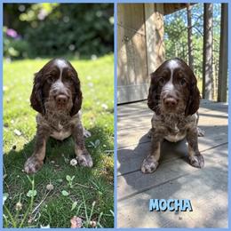 Mocha - Liver white and roan male English Springer Spaniel puppy in Billings, Montana from M&M Fuzzy Bottom Friends