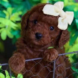 Ember - Poodle