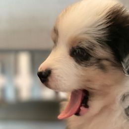 Miniature Australian Shepherds from Little Richie Creek Farm