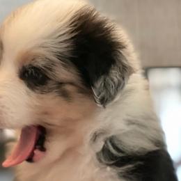 Miniature Australian Shepherds from Little Richie Creek Farm
