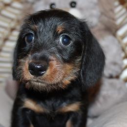 Boy 2 - Black and tan male Dachshund puppy in Craig, Colorado from Rocky Mountain Shih Tzus and Dry Creek Miniature Dachshunds