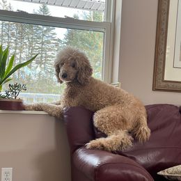Agnes - Goldendoodle