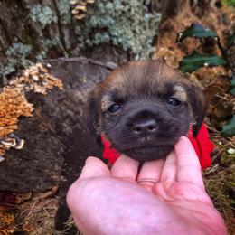 Border Terrier Puppies from Ruff n Ready Border Terriers