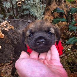 Border Terrier Puppies from Ruff n Ready Border Terriers