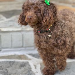 Raleigh - Poodle