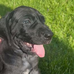Female 3 - Black female Great Dane puppy in Columbia Stat, Ohio from Rocky Road Chocolate Danes