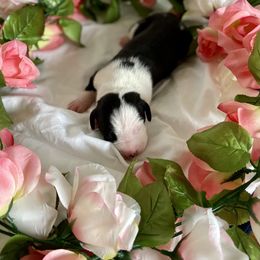 Great Dane Puppies from Kaitlin Cunningham