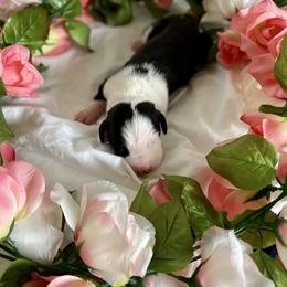 Great Dane Puppies from Kaitlin Cunningham