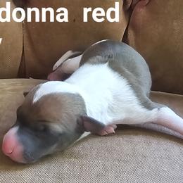 Boy - Red male Italian Greyhound puppy in Phillips, Maine from Maplewood Italian Greyhounds