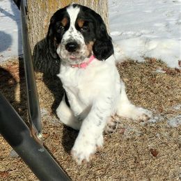 English Springer Spaniel Puppies from vom King-Charles