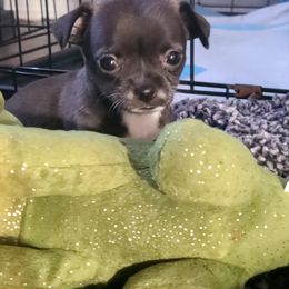 Chihuahua Puppies from Fenomenal ChiChis