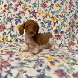 Female 3 - Piebald female Dachshund puppy in Magnolia, Texas from J&R Macias Dachshunds