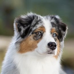 Australian Shepherds from Dovetail Australian Shepherds