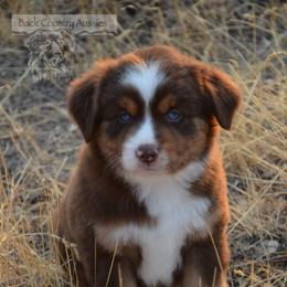 RTM-2 - Red tri-color male Miniature American Shepherd puppy in Baker City, Oregon from Back Country Aussies