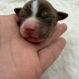 Buttercup - Red tri female Miniature Australian Shepherd puppy in Greenville, Ohio from Arnold’s Aussies