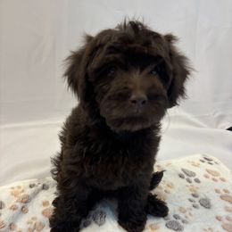 Mintie (thin mint) - Brown female Cavapoo puppy in Eagle Mountain, Utah from Liberty Farms Puppies