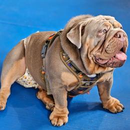 Bulldog puppies from Snapp Valley Bulldogs