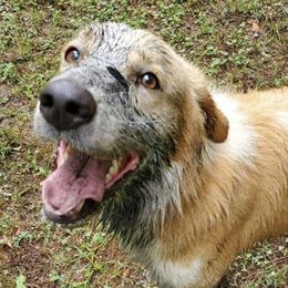 English Shepherd All Grown Up from Middle Tree Farm