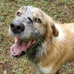 English Shepherd All Grown Up from Middle Tree Farm