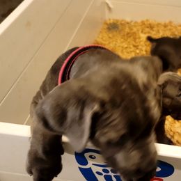 Cane Corso Puppies from Southern Sugar Cane Corso LLC