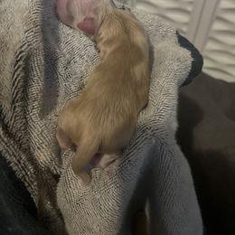 Chinese Crested and Poodle Puppies from Ariella Standard Poodles & Chinese Cresteds