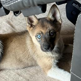 Flora - Wolf sable female Pomsky puppy in Doon, Iowa from Luxury Pomsky