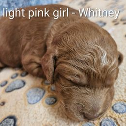 Whitney mountain - Red female Labradoodle puppy in Phelan, California from Family Doodles