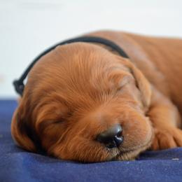 Goldendoodle Puppies from Em & El Doodles