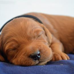 Goldendoodle Puppies from Em & El Doodles