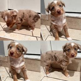 Aria - Red merle female Toy Australian Shepherd puppy in Brooker, Florida from Honey, I Shrunk the Aussies