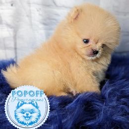 Pomeranian Puppies from Pop Off Pomeranians