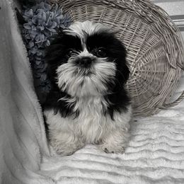 AKC Kash - Black and white male Shih Tzu puppy in Elgin, South Carolina from Silver Bells Paw Prints