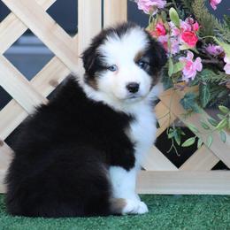 Fargo - Black tri-color male Australian Shepherd puppy in Circleville, Utah from Canyon Creek Aussies