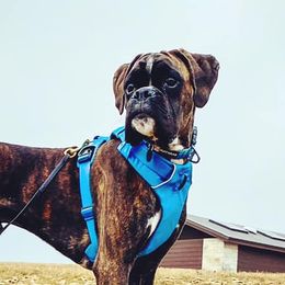 Boxers from TBD