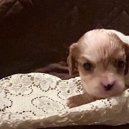 Billy - Blenheim male Cavalier King Charles Spaniel puppy in Tahlequah, Oklahoma from Love Some Dogs Dachshunds & Cavalier King Charles Spaniels,Cavapoos
