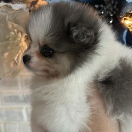 Suede - Blue merle male Pomeranian puppy in Interlachen, Florida from DK DARLINGS