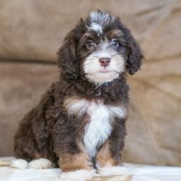 Sander (chocolate tricolor) - Chocolate merle male Bernedoodle puppy in Dundee, Ohio from Down Home Doodle