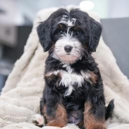 Magic - Tri-color male Bernedoodle puppy in Dundee, Ohio from Down Home Doodle