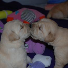 Golden Retriever Puppies from SunKissed Golden Retrievers