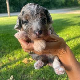 Skye - Blue merle female Bernedoodle puppy in Millsap, Texas from Gaston’s Posh Poodles and Doodles