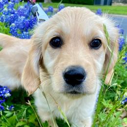 Golden Retrievers from Texas Gorgeous Goldens